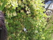 Nerdy Faery: Cum Watch me Watering My Garden With Love 6/16