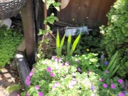 Nerdy Faery: Cum Watch me Watering My Garden With Love 7/16