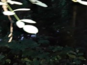 Сделала мне кунилингус возле проезжей трассы на виду у прохожих - lesbian_illusion 10/16