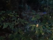 Сделала мне кунилингус возле проезжей трассы на виду у прохожих - lesbian_illusion 12/16