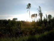 В лесу Fucked in woods 6/16