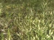 Outdoor Pussy Rub & Blowjob, wife strips down to her Nike Shoes, sucks cock & gets a Mouthful of Cum