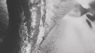 Shower Play - Pierced Lion