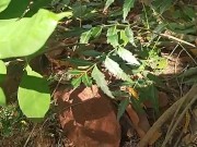 Outdoor reaction