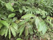 Guy with a thick dick. Masturbation bick cock IN NATURE