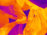 Thermal Camera Porn 10/16
