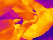Thermal Camera Porn 11/16