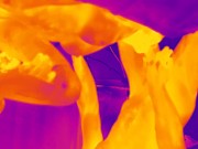 Thermal Camera Porn 9/16