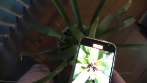 AJ Request Pissing on house plants Thanks AJ