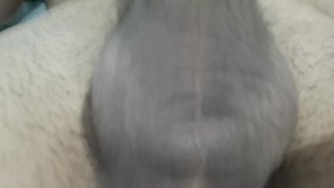 Arxidia Gemata Zesto Sperma