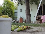 I prepare the pear for drying 2/16