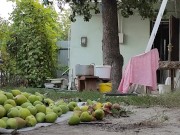 I prepare the pear for drying 4/16