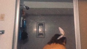 Bunny booty shake 