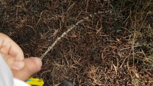 Boy piss in the pine forest THERE ARE PEOPLE IN THE BEACH NEAR HIM