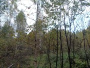 Nude Picking mushrooms in the forest 14/16