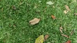 Guy jmasturbate and cum. A lot of sperm