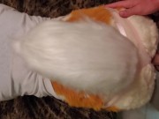 Deer gets Nailed 14/16