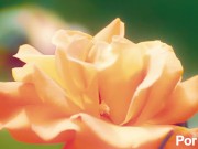 naughty fuck action 11/16