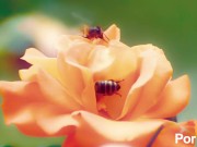 naughty fuck action 5/16