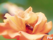 naughty fuck action 8/16