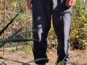 Autumn in the garden. Sunny day 9/16