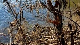Ginger dick out at the river enjoying mother nature 