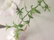 Cum on a friend's mother's flowers 16/16