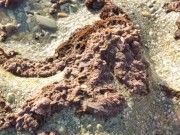 Hot milf exhibit, risky, meaty pussy 2/16