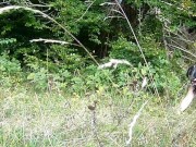 I own a slut PET  COLLAR LEASH WALK 14/16