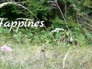 I own a slut PET  COLLAR LEASH WALK 16/16