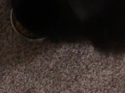 Feeding the cat but giving him extra because he’s a good boy 12/16