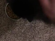 Feeding the cat but giving him extra because he’s a good boy 13/16