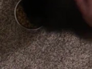 Feeding the cat but giving him extra because he’s a good boy 14/16