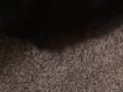 Feeding the cat but giving him extra because he’s a good boy 15/16