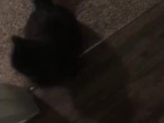 Feeding the cat but giving him extra because he’s a good boy 3/16