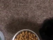 Feeding the cat but giving him extra because he’s a good boy 6/16