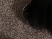 Feeding the cat but giving him extra because he’s a good boy 8/16