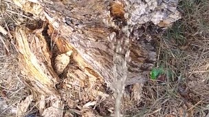 Dude takes a major leak in nature