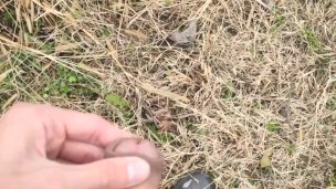 Hot amateur average cock pissing in nature