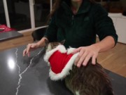 Making Christmas Cookies SFW 16/16