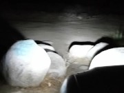 Topless At Kern River 2/16