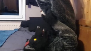 Horny murrsuiter can't help but give hiimself a handjob and cum in his own maw