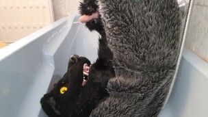Murrsuiter pisses on himself and inside his maw for a good drink then cum inside