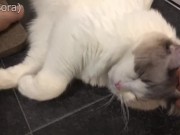 足元でセクシーな猫が寝ていました