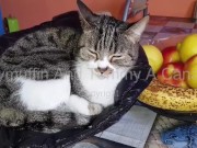 Prima la scopa e poi stende i panni... 9/16