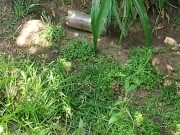 Very Hot outside quick jumo in the pool and wank outside 1/16