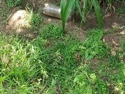 Very Hot outside quick jumo in the pool and wank outside 3/16