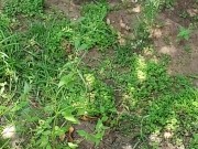 Very Hot outside quick jumo in the pool and wank outside 4/16