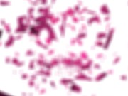 GIRLSRIMMING - Sloppy rimming and hard ass fuck with pink haired teen Vicky Golden 15/16