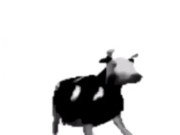 English polish cow dancing (reprised by me) 1/16